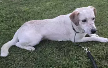 20_2025_ośrodek_szary_wilk