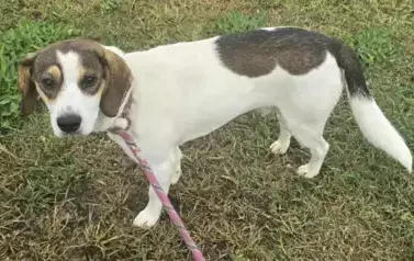 19_2025_ośrodek_szary_wilk