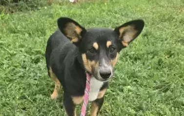 18_2025_ośrodek_szary_wilk