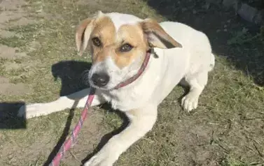 Pies 14_2025_Ośrodek Szary Wilk