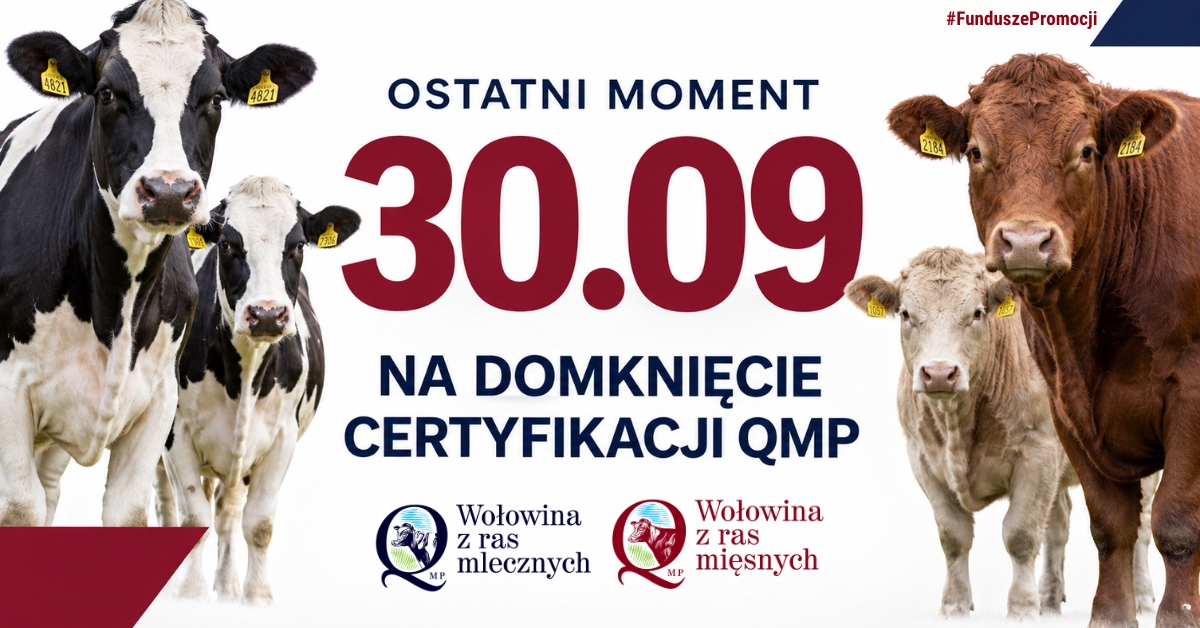 Grafika promocyjna, po lewej dwie krowy rasy mlecznej: czarno-biała i&nbsp;mniejsza, pośrodku duży bordowy napis '30.09' z&nbsp;mniejszym tekstem 'OSTATNI MOMENT NA DOMKNIĘCIE CERTYFIKACJI QMP', po prawej dwie krowy rasy mięsnej: duża brązowa i&nbsp;mniejsza beżowa, u g&oacute;ry hashtag #FunduszePromocji, na&nbsp;dole po lewej logo 'Wołowina z&nbsp;ras mlecznych' z&nbsp;krową na&nbsp;zielonym tle, na&nbsp;dole po prawej logo 'Wołowina z&nbsp;ras mięsnych' z&nbsp;krową na&nbsp;zielonym tle.