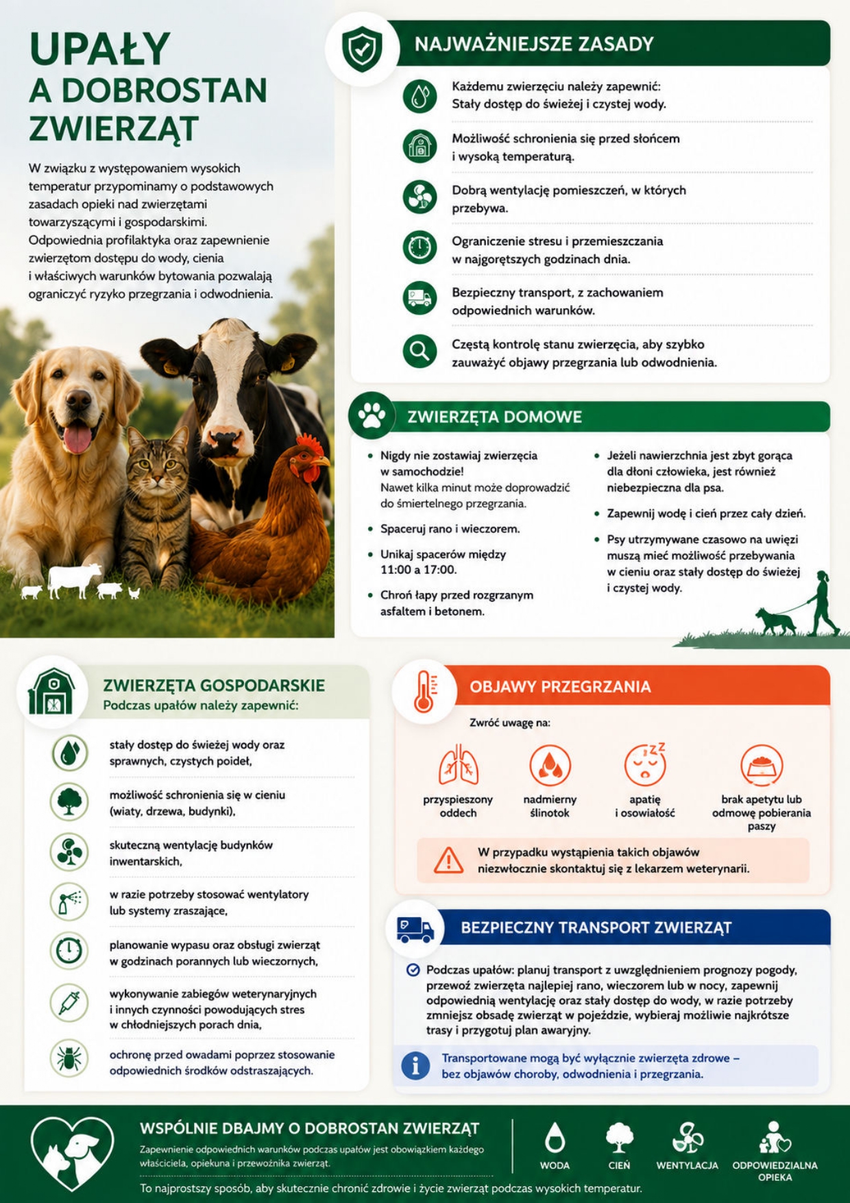 Infografika pt. &bdquo;Upały a&nbsp;dobrostan zwierząt&rdquo; przedstawia zasady opieki nad zwierzętami podczas wysokich temperatur. Po lewej stronie znajduje się zdjęcie psa, kota, krowy i&nbsp;kury na&nbsp;zielonej trawie. Po prawej i&nbsp;w dolnej części grafiki umieszczono sekcje z&nbsp;najważniejszymi zaleceniami. Wskazano konieczność zapewnienia zwierzętom stałego dostępu do świeżej wody, cienia, odpowiedniej wentylacji oraz&nbsp;ograniczenia wysiłku i&nbsp;transportu w&nbsp;najgorętszych godzinach dnia. Osobne wskaz&oacute;wki dotyczą zwierząt domowych i&nbsp;gospodarskich. Infografika przypomina, aby nigdy nie zostawiać zwierząt w&nbsp;samochodzie, unikać spacer&oacute;w w&nbsp;największy upał oraz&nbsp;chronić psy przed rozgrzanym asfaltem. Wymieniono także objawy przegrzania: przyspieszony oddech, nadmierne ślinienie, apatię oraz&nbsp;brak apetytu. Całość uzupełniają informacje o&nbsp;zasadach bezpiecznego transportu zwierząt i&nbsp;apel o&nbsp;odpowiedzialną opiekę podczas upał&oacute;w.