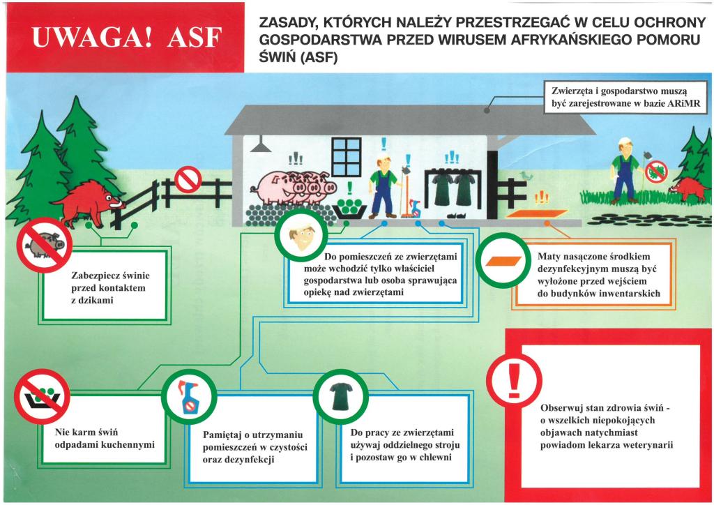 Grafika informacyjna pt. "Zasady, kt&oacute;rych należy przestrzegać w&nbsp;celu ochrony gospodarstwa przed wirusem Afrykańskiego Pomoru Świń (ASF)". Centralna część przedstawia rysunek gospodarstwa rolnego z&nbsp;budynkiem inwentarskim, zwierzętami i&nbsp;ludźmi, otoczony piktogramami i&nbsp;opisami. Gł&oacute;wne zasady to: Zabezpiecz świnie przed kontaktem z&nbsp;dzikami. Piktogram z&nbsp;przekreślonym dzikiem i&nbsp;świnią. Zwierzęta i&nbsp;gospodarstwo muszą być zarejestrowane w&nbsp;bazie ARiMR. Strzałka wskazująca na&nbsp;budynek. Do pomieszczeń ze zwierzętami może wchodzić tylko właściciel gospodarstwa lub&nbsp;osoba sprawująca opiekę nad zwierzętami. Piktogram z&nbsp;ludzką twarzą. Maty nasączone środkiem dezynfekcyjnym muszą być wyłożone przed wejściem do budynk&oacute;w inwentarskich. Piktogram z&nbsp;pomarańczową matą. Nie karm świń odpadami kuchennymi. Piktogram z&nbsp;przekreśloną miską jedzenia. Pamiętaj o&nbsp;utrzymaniu pomieszczeń w&nbsp;czystości oraz&nbsp;dezynfekcji. Piktogram z&nbsp;butelką ze spryskiwaczem. Do pracy ze zwierzętami używaj oddzielnego stroju i&nbsp;pozostaw go w&nbsp;chlewni. Piktogram z&nbsp;czarną koszulką. Obserwuj stan zdrowia świń - o&nbsp;wszelkich niepokojących objawach natychmiast powiadom lekarza weterynarii. Czerwony wykrzyknik w&nbsp;k&oacute;łku. Dodatkowe elementy rysunku to płoty, drzewa i&nbsp;inne symbole.