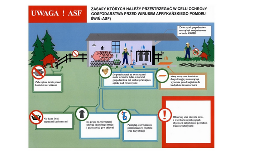 Zagrożenie ASF: zasady postępowania