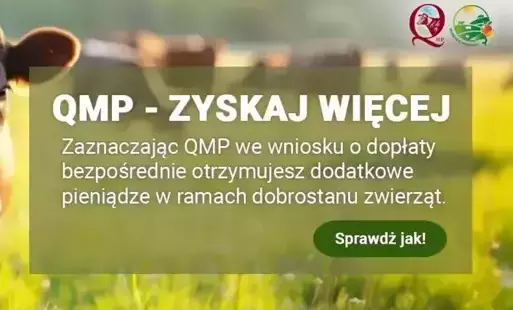 Dodatkowe pieniądze dla hodowców bydła z QMP – tylko do 16 czerwca!